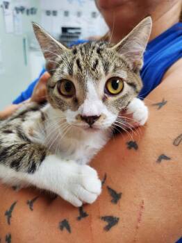 Simba Tabby -  Domestic Short Hair Cat for Adoption in Rome, Georgia - Simba Tabby | PetCurious