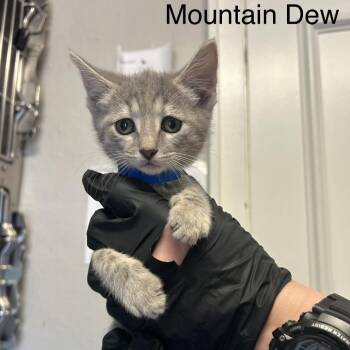 Mountain Dew -  Domestic Short Hair Cat for Adoption in Knoxville, Tennessee - Mountain Dew | PetCurious