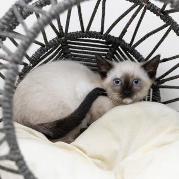 Jewel -  Siamese Cat for Adoption in Trophy Club, Texas - Jewel | PetCurious