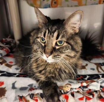 Domestic Long Hair Cats Available for Adoption in Minneapolis, Minnesota - LOUIS | PetCurious