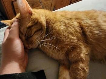 Domestic Short Hair Cats Available for Adoption - Sherlock | PetCurious