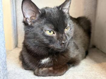 Domestic Short Hair Cats Available for Adoption in Herndon, Virginia - Rumi | PetCurious