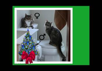 Rescue Domestic Long Hair and Domestic Short Hair Cats for Adoption in Beaverton, Oregon - Edna & Peter SIBLINGS | PetCurious