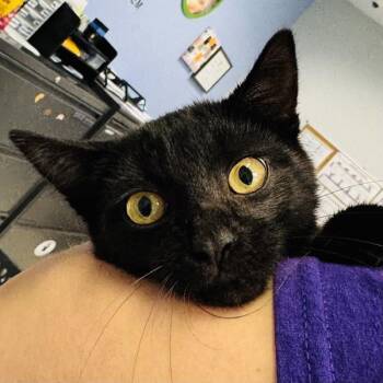 dixie -  Domestic Short Hair Cat for Adoption in Des Moines, Iowa - Dixie | PetCurious