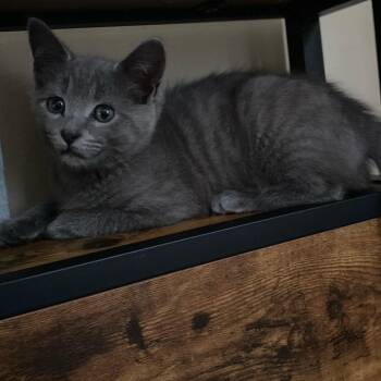 Maverick -  Domestic Short Hair Cat for Adoption in Johnson City, Tennessee - Maverick | PetCurious