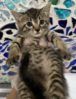ETTA -  Domestic Short Hair Cat for Adoption in Pensacola, Florida - ETTA | PetCurious