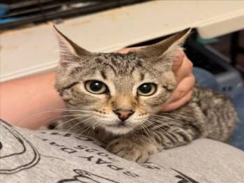Rescue Domestic Short Hair Cats for Adoption in Woodland, California - *IVY | PetCurious