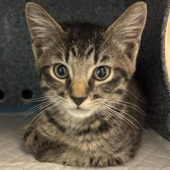 Theodore -  Domestic Short Hair Cat for Adoption - Theodore | PetCurious