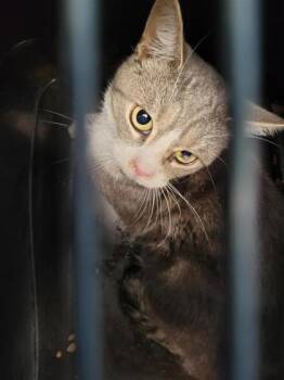 Tabby gris -  Domestic Short Hair Cat for Adoption in Montreal, Quebec - Tabby Gris | PetCurious