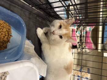 Rescue Domestic Short Hair Cats for Adoption in Fresno, California - Rocket Man | PetCurious