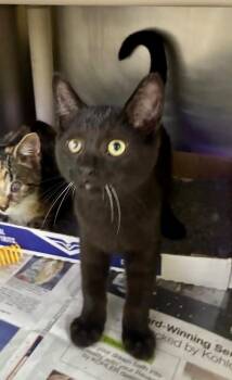 Sanddragon -  Domestic Short Hair Cat for Adoption in Cincinnati, Ohio - Sanddragon | PetCurious