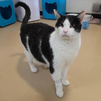Sumo - City of Industry Location -  Domestic Short Hair Cat for Adoption in Chino Hills, California - Sumo - City Of Industry Location | PetCurious
