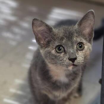 Bonham -  Domestic Short Hair Cat for Adoption in Muncie, Indiana - Bonham | PetCurious