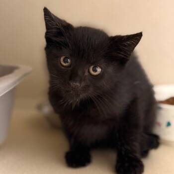 Archie -  Domestic Short Hair Cat for Adoption in Cumming, Georgia - Archie | PetCurious