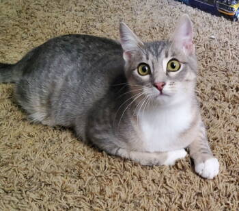 Rescue Domestic Short Hair Cats for Adoption in Battle Ground, Washington - Lily | PetCurious