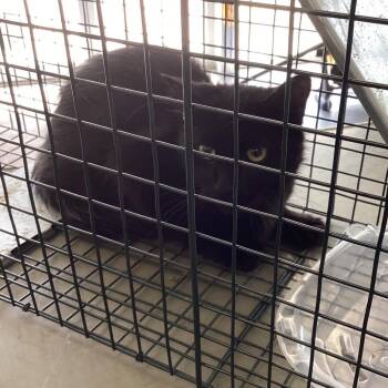 franklin -  Domestic Short Hair Cat for Adoption in Montgomery, Alabama - Franklin | PetCurious