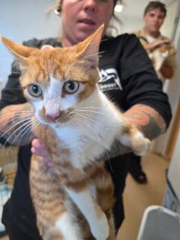 Rescue Domestic Short Hair Cats for Adoption in Zimmerman, Minnesota - Lane | PetCurious