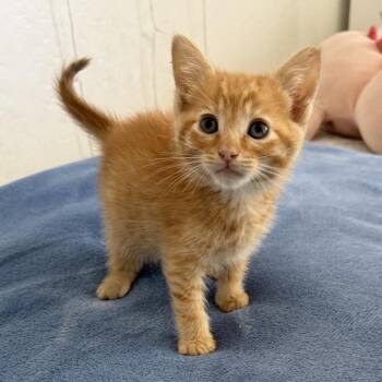 Cinnamon -  Domestic Short Hair Cat for Adoption in Sunnyvale, California - Cinnamon | PetCurious