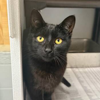 Domestic Short Hair Cats Available for Adoption - Baby | PetCurious