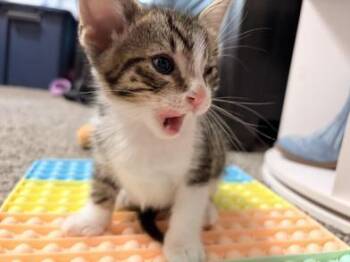 Flash -  Domestic Medium Hair Cat for Adoption in Liverpool, Texas - Flash | PetCurious