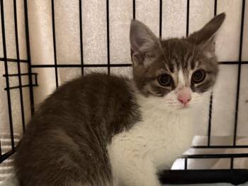 Frank -  Tabby Cat for Adoption in Powell, Ohio - Frank | PetCurious