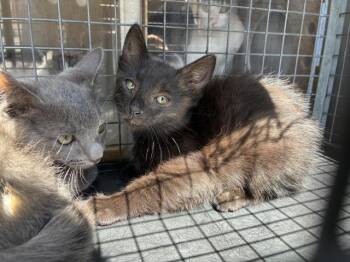 EFFEN 10 -  Domestic Short Hair Cat for Adoption in Rancho Cucamonga, California - EFFEN 10 | PetCurious