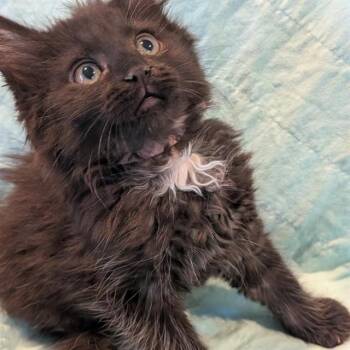 REAGAN -  Domestic Long Hair Cat for Adoption in Auburn, California - REAGAN | PetCurious