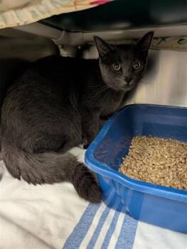 Alma -  Domestic Short Hair Cat for Adoption in Montreal, Quebec - Alma | PetCurious