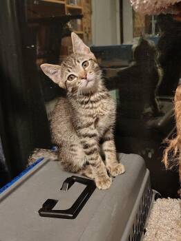 Chorizo -  Tabby Cat for Adoption in Oakley, California - Chorizo | PetCurious