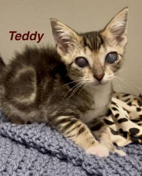 Tabby Cats Available for Adoption in Casselberry, Florida - Teddy | PetCurious