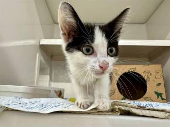 WHEAT -  Domestic Short Hair Cat for Adoption in Brentwood, Missouri - WHEAT | PetCurious