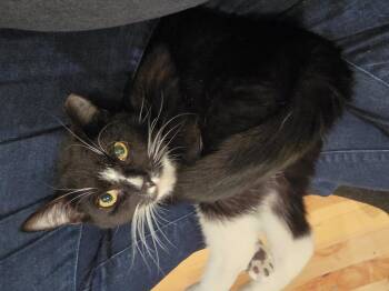 Domestic Short Hair and Tuxedo Cats Available for Adoption - Ambrose | PetCurious