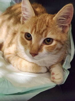 Rescue Domestic Short Hair Cats for Adoption in Forest, Virginia - *Frankie | PetCurious
