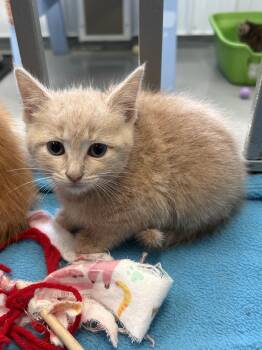 Amber -  American Shorthair Cat for Adoption in Big Rapids, Michigan - Amber | PetCurious