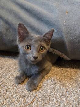 Cloudberry -  Domestic Short Hair Cat for Adoption in Manhattan, Kansas - Cloudberry | PetCurious