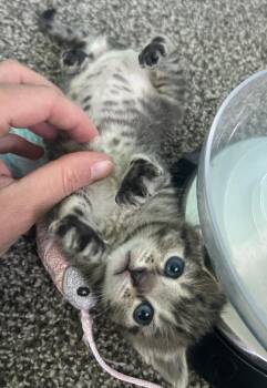 Canary Violet -  Domestic Short Hair Cat for Adoption in Salt Lake City, Utah - Canary Violet | PetCurious
