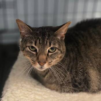 Matcha -  Domestic Short Hair Cat for Adoption in Huntsville, Alabama - Matcha | PetCurious