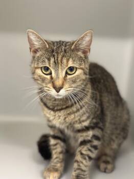 Domestic Short Hair Cats Available for Adoption in Stafford, Virginia - Karen | PetCurious
