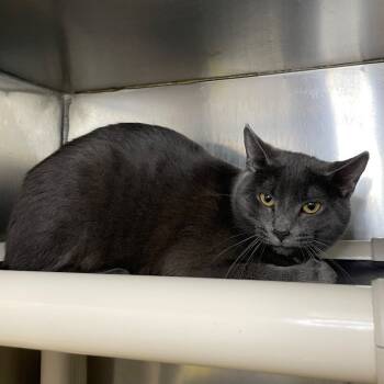 Rescue Domestic Short Hair Cats for Adoption in Roanoke, Virginia - Bee Gee | PetCurious