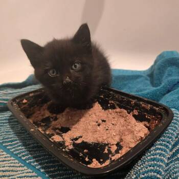 Tam -  Domestic Short Hair Cat for Adoption in Newcastle, Oklahoma - Tam | PetCurious