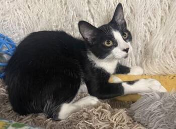 Zeke -  Domestic Short Hair Cat for Adoption in Conway, South Carolina - Zeke | PetCurious