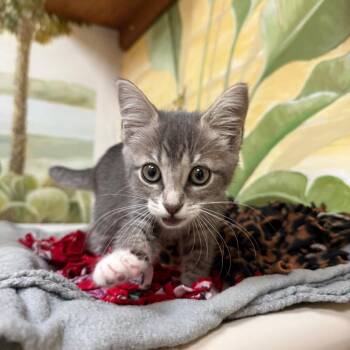 Liberty -  Domestic Short Hair Cat for Adoption - Liberty | PetCurious