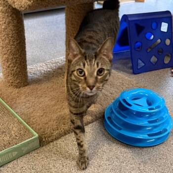 Domestic Short Hair Cats Available for Adoption in Sarasota, Florida - Tiggy | PetCurious
