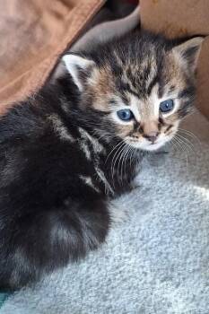 Domestic Short Hair Cats Available for Adoption - Juice Newton | PetCurious