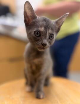 Tammy -  Domestic Short Hair Cat for Adoption in Hartsville, South Carolina - Tammy | PetCurious