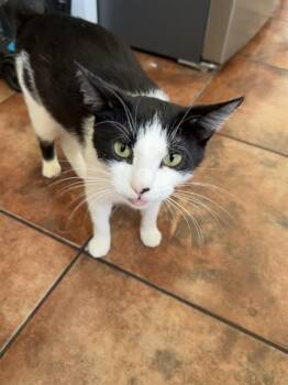 Domestic Short Hair Cats Available for Adoption in Camarillo, California - PAOLA | PetCurious