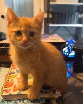 BOB SEGER -  Domestic Short Hair Cat for Adoption - BOB SEGER | PetCurious