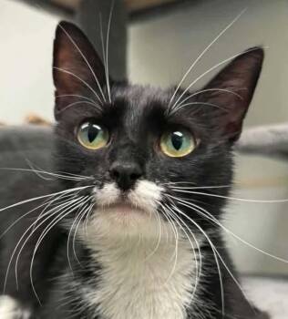 Ida B Wells -  Domestic Short Hair Cat for Adoption in Rochester, New Hampshire - Ida B Wells | PetCurious