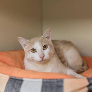 Fruitcake -  Domestic Short Hair Cat for Adoption in Los Angeles, California - Fruitcake | PetCurious