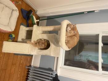 Rescue Domestic Short Hair Cats for Adoption in Troy, New York - Mr. FiFi | PetCurious